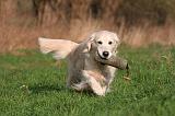 GOLDEN RETRIEVER 1004